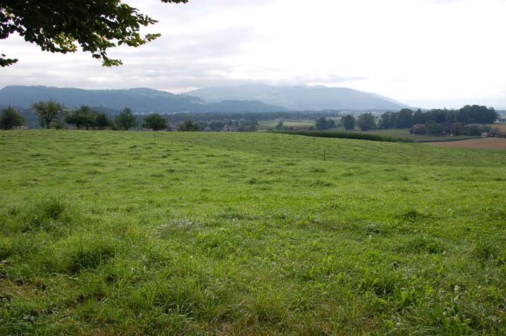 Aussicht vom Wartwald über satte grüne Wiese. Himmel Wolken verhangen.